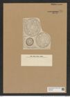 Auliscus caelatus var. strigillatus A. Schm. (de-Toni-Nr.: Genus 171, Species 4362) Zeichnungen Sammlung Grunow Nr. 7931 (NHMW-BOT-W0377208)